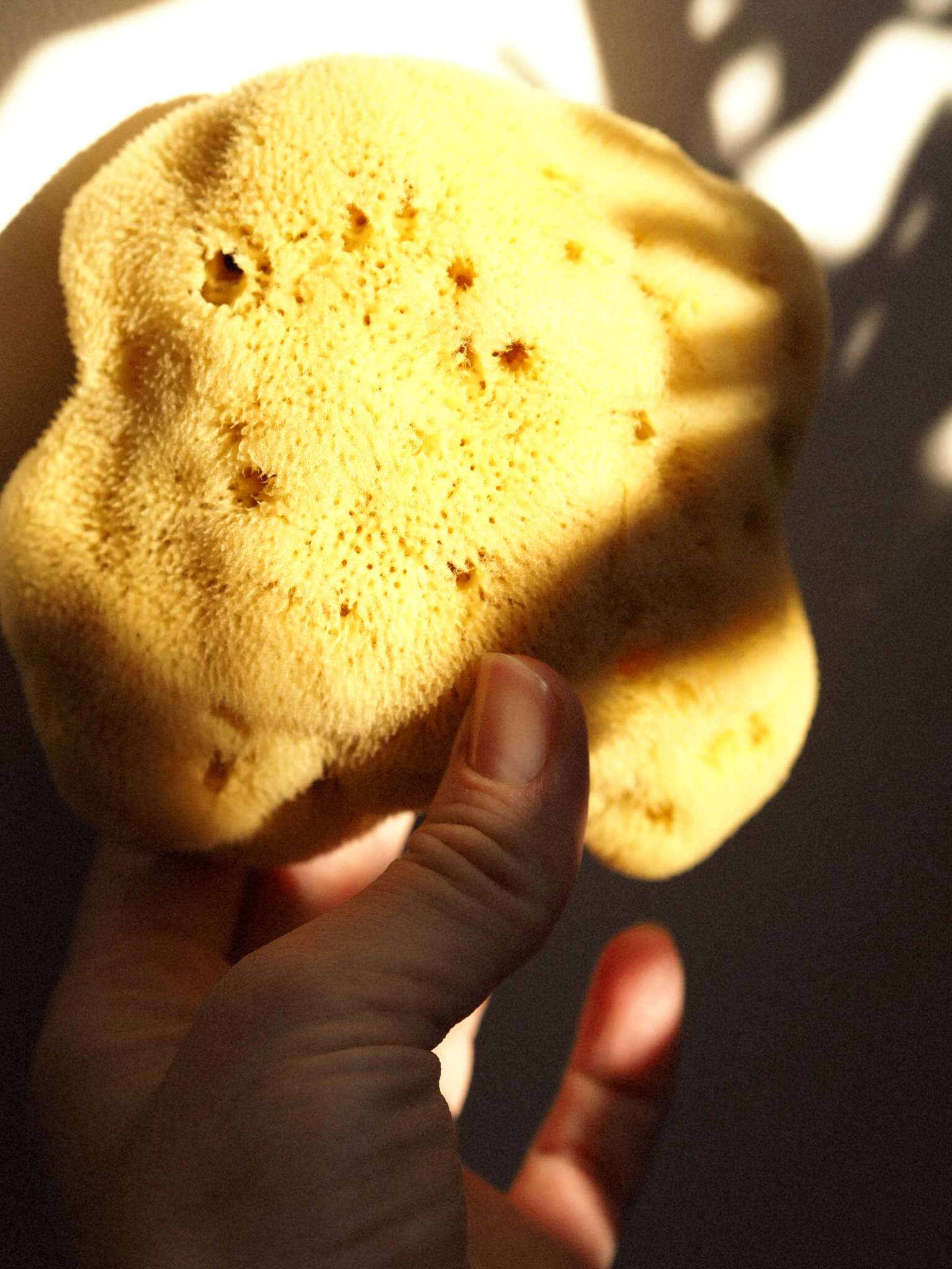 SEA SPONGE Small